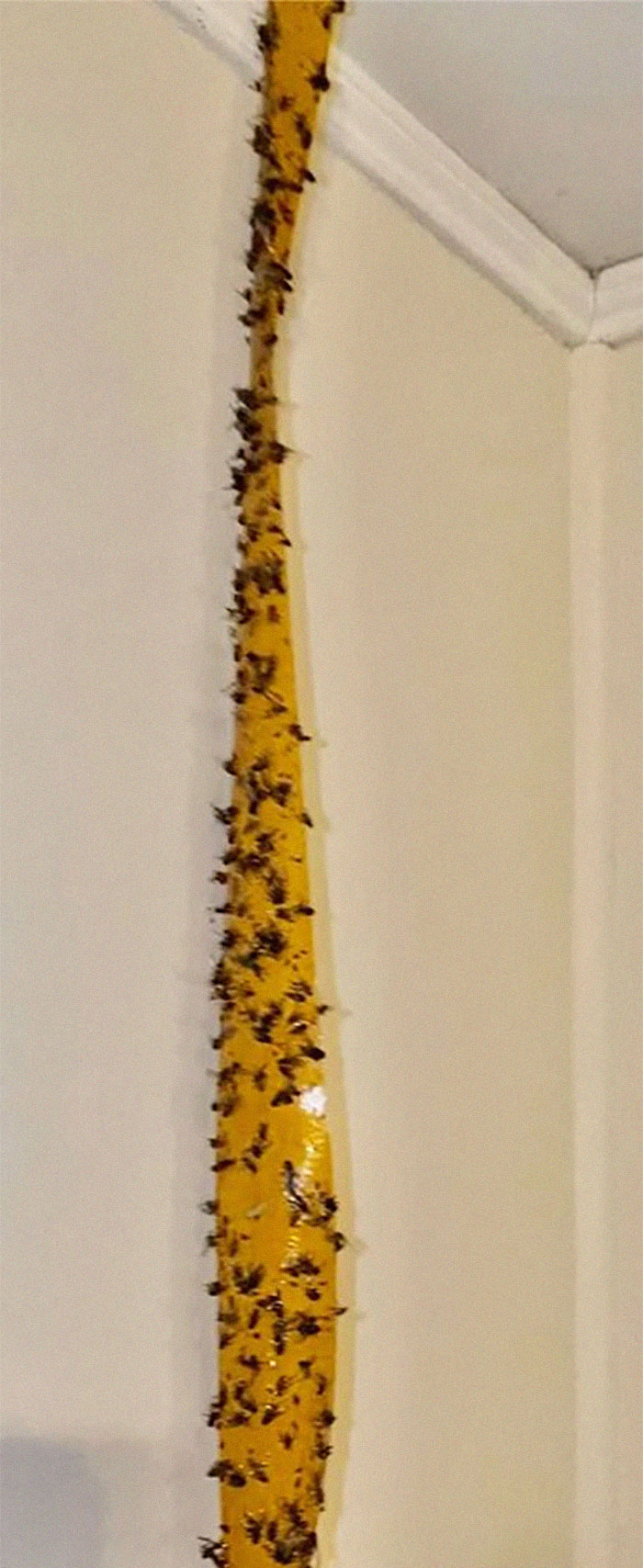 People Wonder Why Rents And Security Deposits Are So High, So This Landlord Shares Some Pics