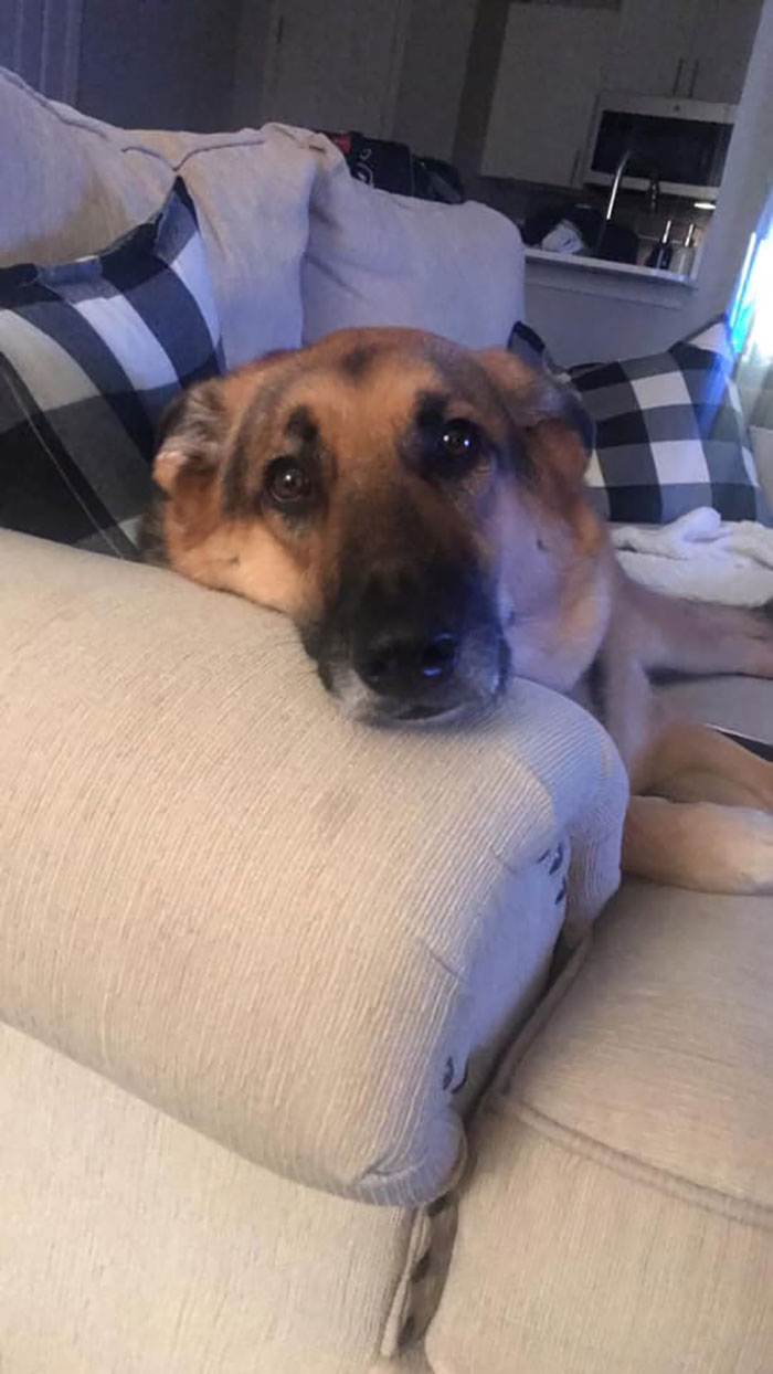 Before Getting A Dog, Make Sure You Read This Guy's Honest Post About The Struggles Of Owning One Before Getting A Dog, Make Sure You Read This Guy's Honest Post About The Struggles Of Owning One