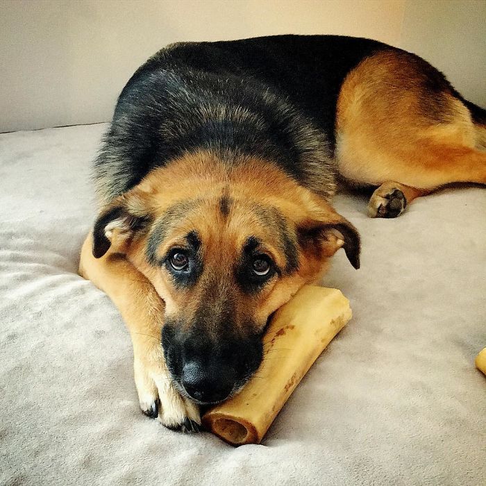 Before Getting A Dog, Make Sure You Read This Guy's Honest Post About The Struggles Of Owning One Before Getting A Dog, Make Sure You Read This Guy's Honest Post About The Struggles Of Owning One