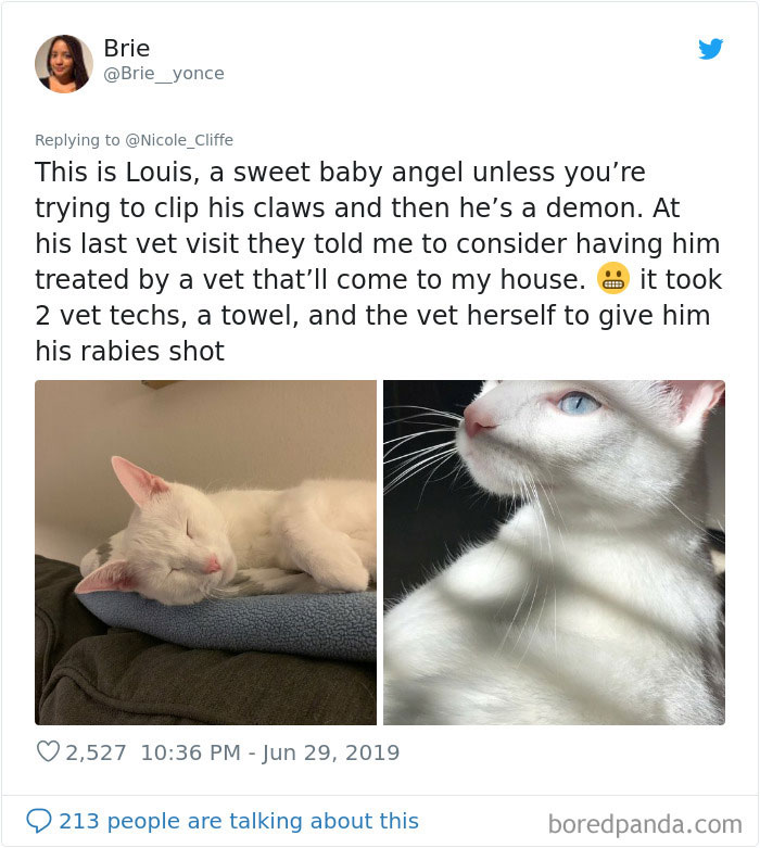 Mean-Cats-Owners-Stories