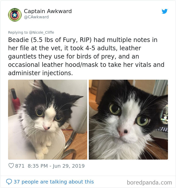 Mean-Cats-Owners-Stories