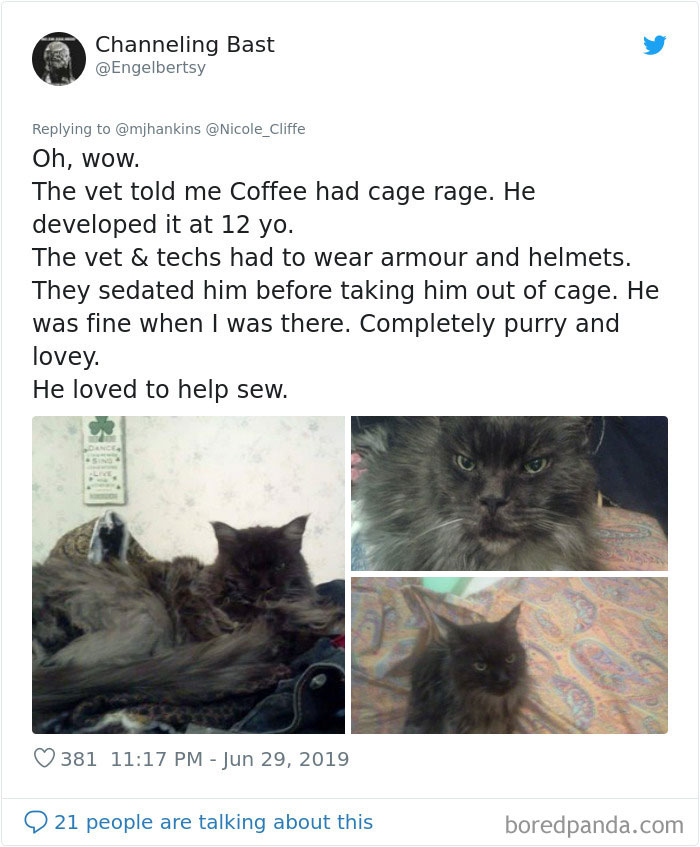 Mean-Cats-Owners-Stories