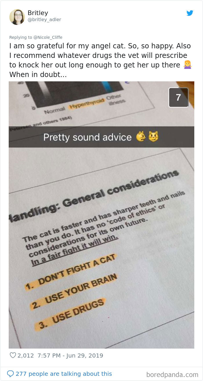 Mean-Cats-Owners-Stories