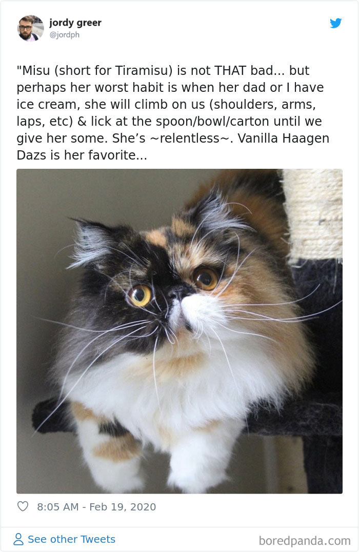 Mean-Cats-Owners-Stories