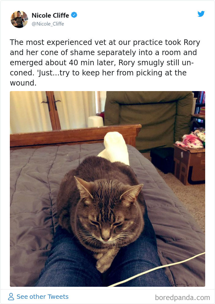 Mean-Cats-Owners-Stories