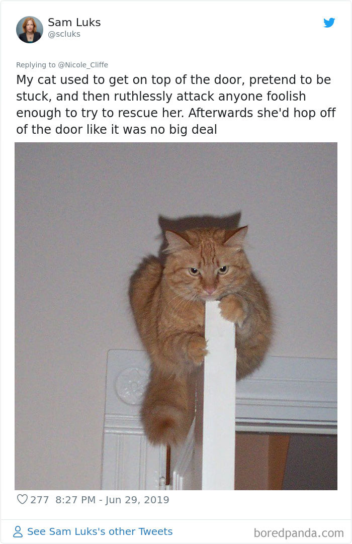 Mean-Cats-Owners-Stories