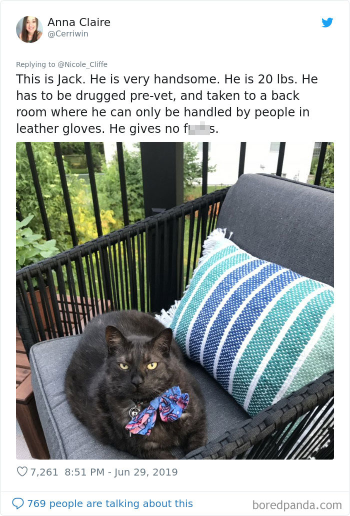 Mean-Cats-Owners-Stories