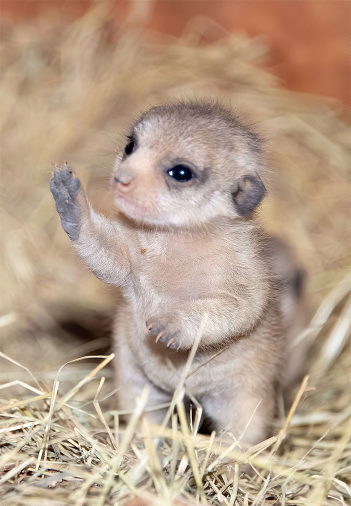 Miami Zoo Shares Meerkat Baby Photos And It's Enough To Cheer Up Your Day (11 Pics)