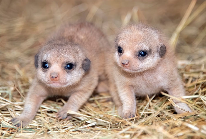 Miami Zoo Shares Meerkat Baby Photos And It's Enough To Cheer Up Your Day (11 Pics)