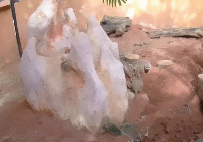 Miami Zoo Shares Meerkat Baby Photos And It's Enough To Cheer Up Your Day (11 Pics)