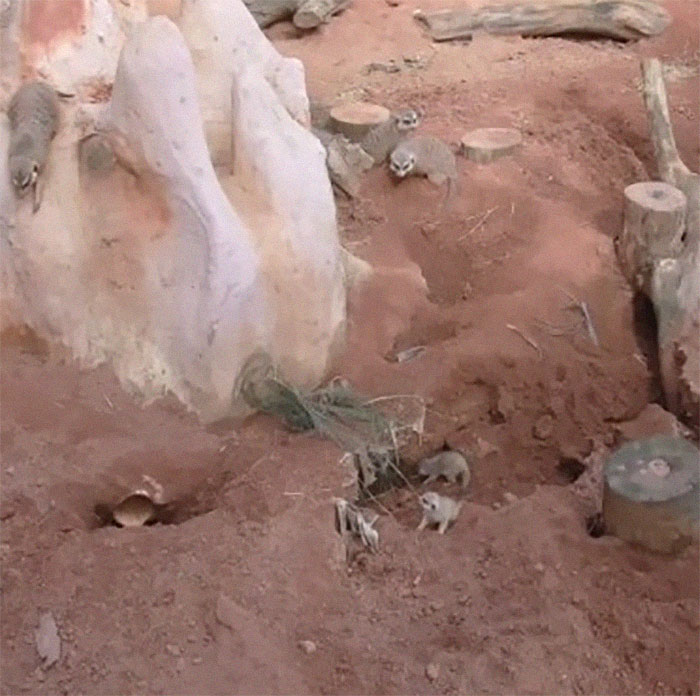 Miami Zoo Shares Meerkat Baby Photos And It's Enough To Cheer Up Your Day (11 Pics)