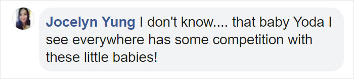 Miami Zoo Shares Meerkat Baby Photos And It's Enough To Cheer Up Your Day (11 Pics)