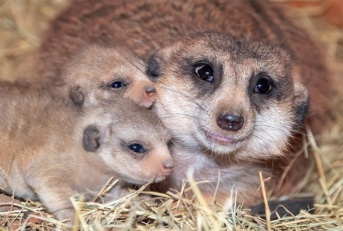 Miami Zoo Shares Meerkat Baby Photos And It's Enough To Cheer Up Your Day (11 Pics)