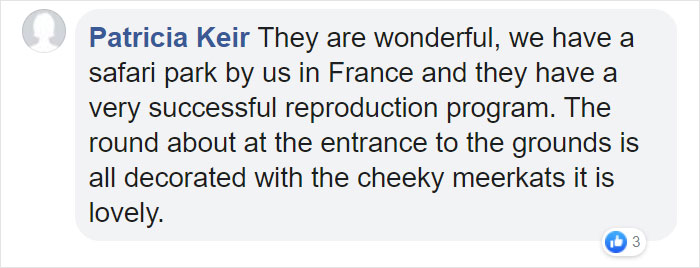 Miami Zoo Shares Meerkat Baby Photos And It's Enough To Cheer Up Your Day (11 Pics)