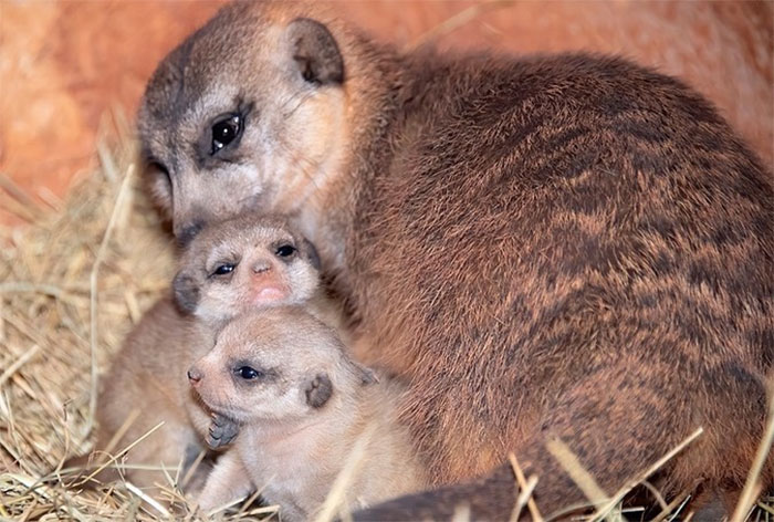 Miami Zoo Shares Meerkat Baby Photos And It's Enough To Cheer Up Your Day (11 Pics)