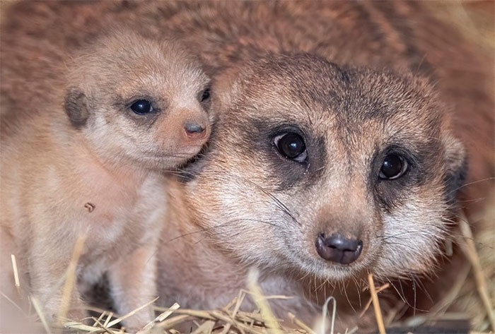 Miami Zoo Shares Meerkat Baby Photos And It's Enough To Cheer Up Your Day (11 Pics)