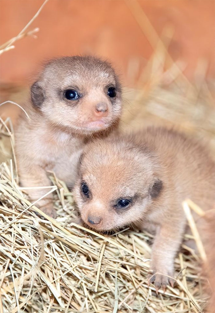 Miami Zoo Shares Meerkat Baby Photos And It's Enough To Cheer Up Your Day (11 Pics)