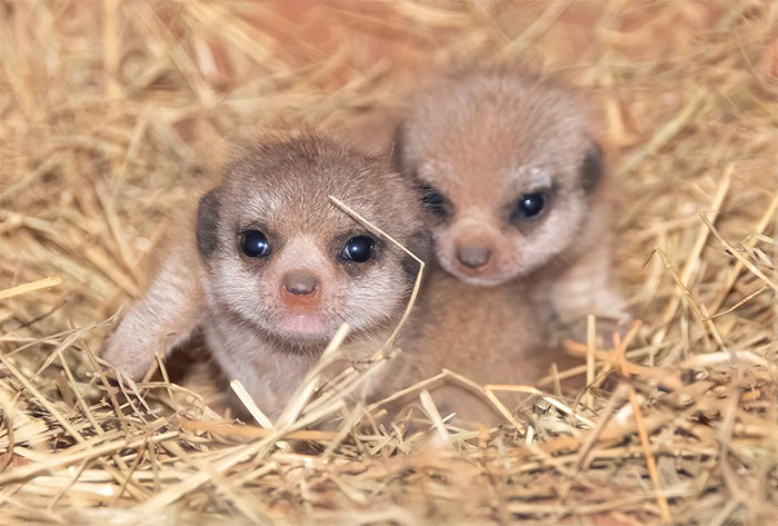 Miami Zoo Shares Meerkat Baby Photos And It's Enough To Cheer Up Your Day (11 Pics)