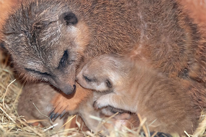 Miami Zoo Shares Meerkat Baby Photos And It's Enough To Cheer Up Your Day (11 Pics)