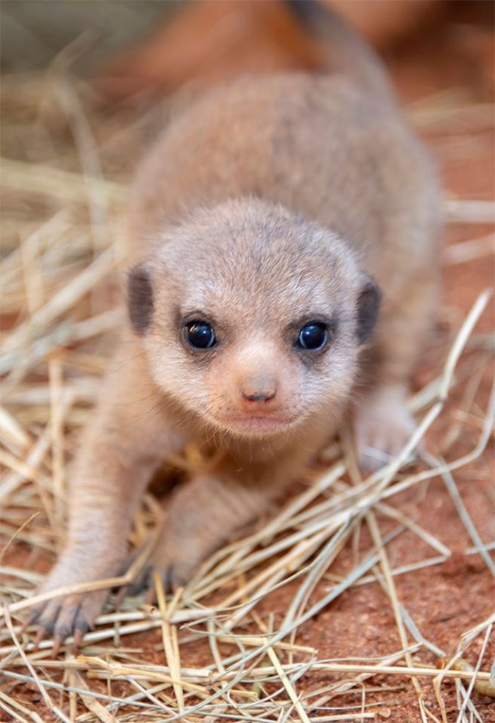 Miami Zoo Shares Meerkat Baby Photos And It's Enough To Cheer Up Your Day (11 Pics)