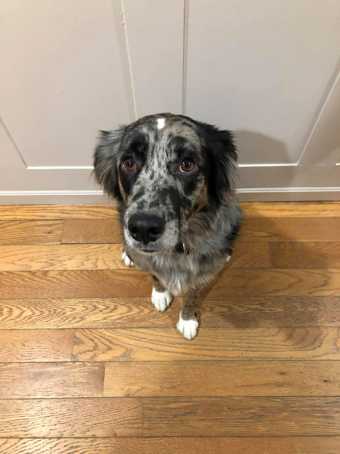 Dog Goes Missing One Evening, Turns Out He Got Stuck In His Own Poop And Wouldn’t Move Or Speak