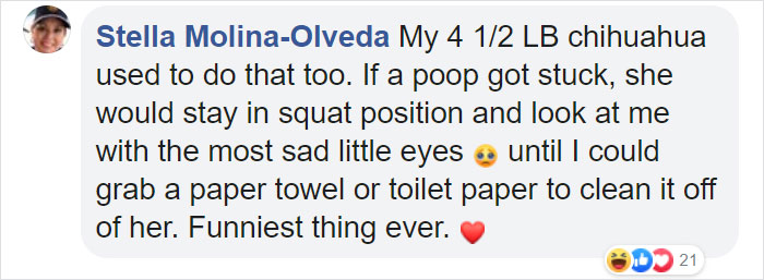 Dog Goes Missing One Evening, Turns Out He Got Stuck In His Own Poop And Wouldn’t Move Or Speak Dog Goes Missing One Evening, Turns Out He Got Stuck In His Own Poop And Wouldn’t Move Or Speak
