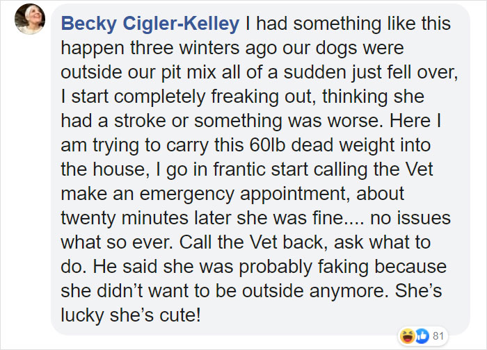 Dog Goes Missing One Evening, Turns Out He Got Stuck In His Own Poop And Wouldn’t Move Or Speak Dog Goes Missing One Evening, Turns Out He Got Stuck In His Own Poop And Wouldn’t Move Or Speak