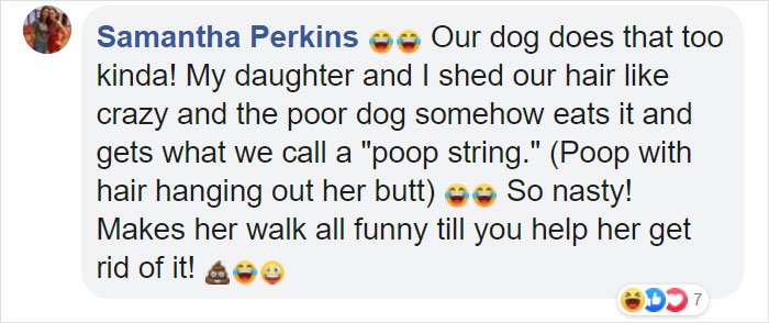 Dog Goes Missing One Evening, Turns Out He Got Stuck In His Own Poop And Wouldn’t Move Or Speak