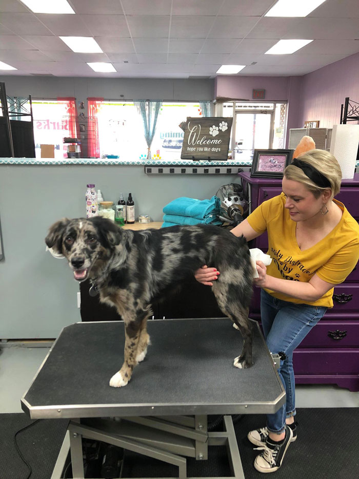 Dog Goes Missing One Evening, Turns Out He Got Stuck In His Own Poop And Wouldn’t Move Or Speak