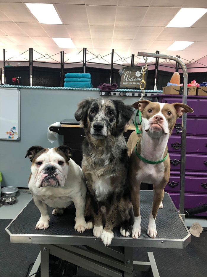 Dog Goes Missing One Evening, Turns Out He Got Stuck In His Own Poop And Wouldn’t Move Or Speak Dog Goes Missing One Evening, Turns Out He Got Stuck In His Own Poop And Wouldn’t Move Or Speak