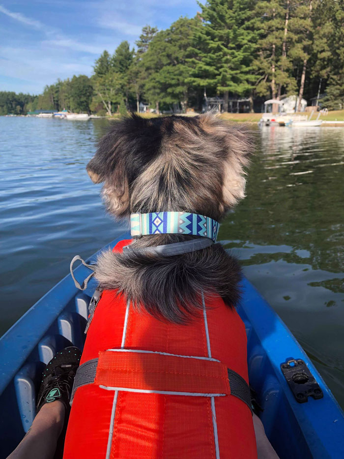 Dog Goes Missing One Evening, Turns Out He Got Stuck In His Own Poop And Wouldn’t Move Or Speak Dog Goes Missing One Evening, Turns Out He Got Stuck In His Own Poop And Wouldn’t Move Or Speak