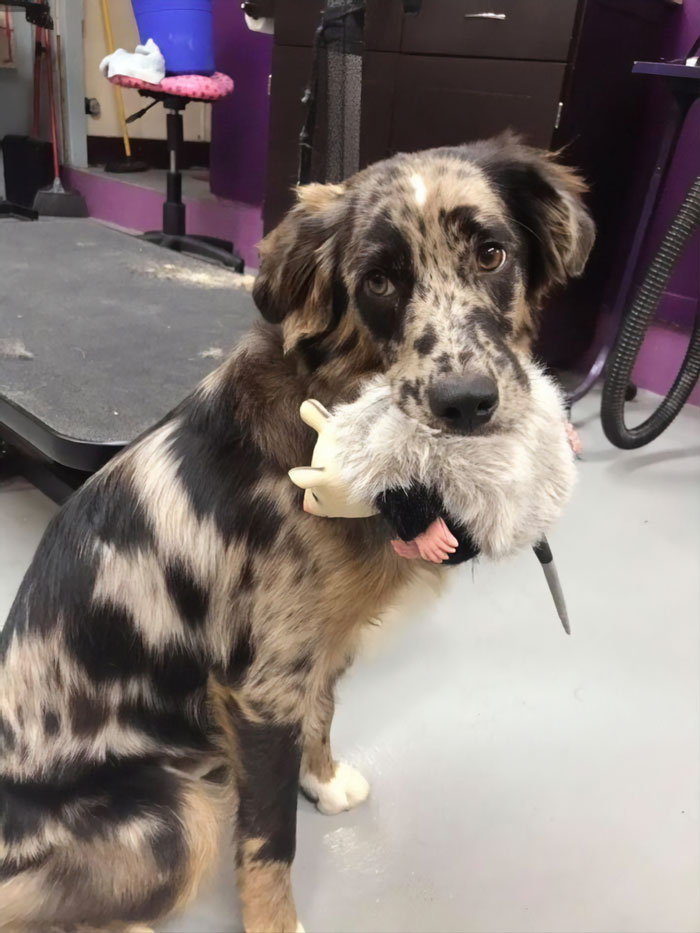 Dog Goes Missing One Evening, Turns Out He Got Stuck In His Own Poop And Wouldn’t Move Or Speak Dog Goes Missing One Evening, Turns Out He Got Stuck In His Own Poop And Wouldn’t Move Or Speak