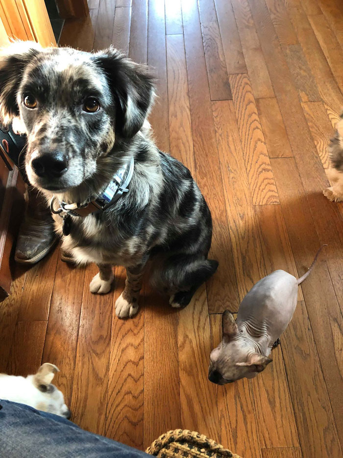 Dog Goes Missing One Evening, Turns Out He Got Stuck In His Own Poop And Wouldn’t Move Or Speak