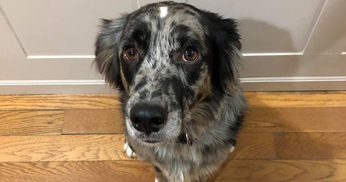 Dog Goes Missing One Evening, Turns Out He Got Stuck In His Own Poop And Wouldn’t Move Or Speak