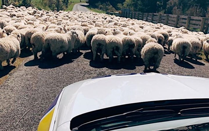 The New Zealand Police Is Winning Over The Internet With Their Adorable And Funny Posts (30 Pics)