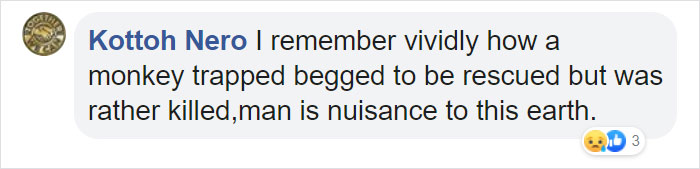 Photographer Captures An Orangutan Reaching Out To Help A Forest Warden In Borneo