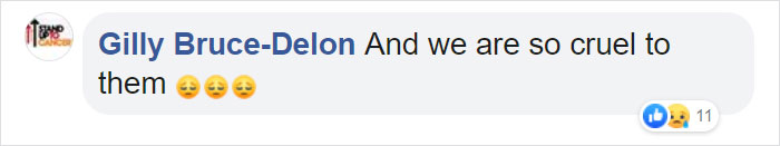 Photographer Captures An Orangutan Reaching Out To Help A Forest Warden In Borneo