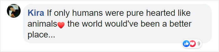 Photographer Captures An Orangutan Reaching Out To Help A Forest Warden In Borneo