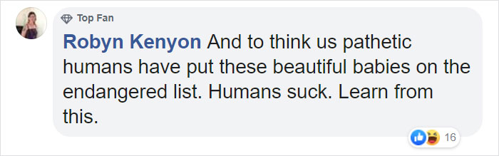 Photographer Captures An Orangutan Reaching Out To Help A Forest Warden In Borneo