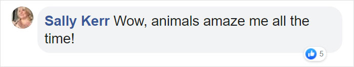 Photographer Captures An Orangutan Reaching Out To Help A Forest Warden In Borneo