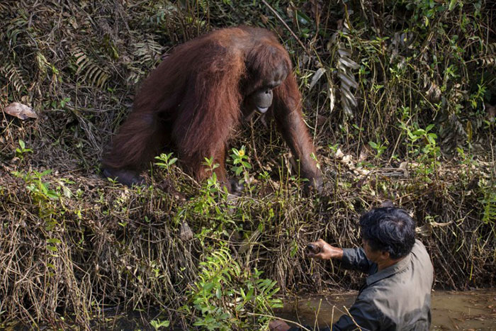 Photographer Captures An Orangutan Reaching Out To Help A Forest Warden In Borneo Photographer Captures An Orangutan Reaching Out To Help A Forest Warden In Borneo