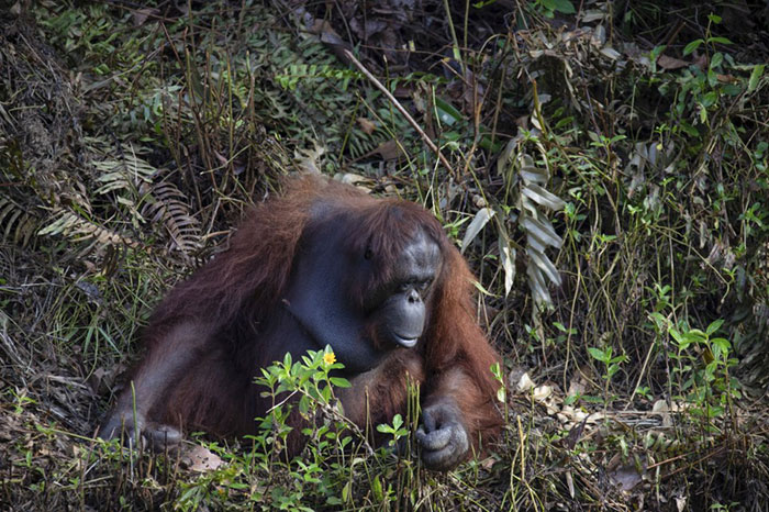 Photographer Captures An Orangutan Reaching Out To Help A Forest Warden In Borneo
