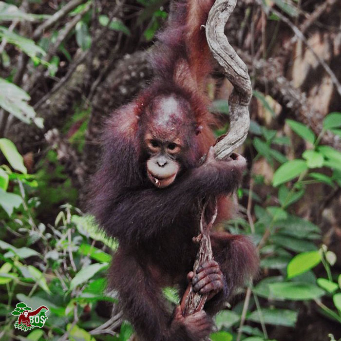 Photographer Captures An Orangutan Reaching Out To Help A Forest Warden In Borneo Photographer Captures An Orangutan Reaching Out To Help A Forest Warden In Borneo
