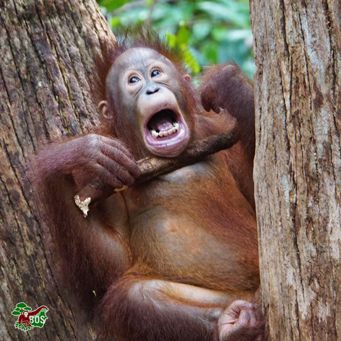 Photographer Captures An Orangutan Reaching Out To Help A Forest Warden In Borneo Photographer Captures An Orangutan Reaching Out To Help A Forest Warden In Borneo