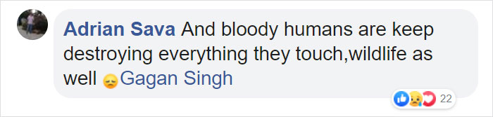 Photographer Captures An Orangutan Reaching Out To Help A Forest Warden In Borneo