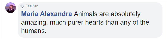 Photographer Captures An Orangutan Reaching Out To Help A Forest Warden In Borneo