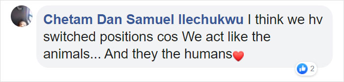 Photographer Captures An Orangutan Reaching Out To Help A Forest Warden In Borneo