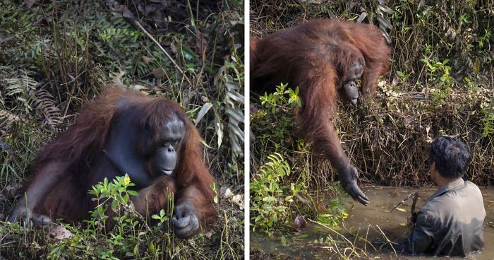 Photographer Captures An Orangutan Reaching Out To Help A Forest Warden In Borneo
