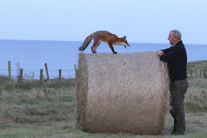 Incredible Photos Show Men Reuniting With The Fox That They Raised When She Was Still A Cub (20 Pics)
