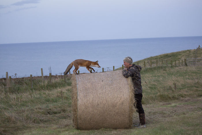 Incredible Photos Show Men Reuniting With The Fox That They Raised When She Was Still A Cub (20 Pics) Incredible Photos Show Men Reuniting With The Fox That They Raised When She Was Still A Cub (20 Pics)